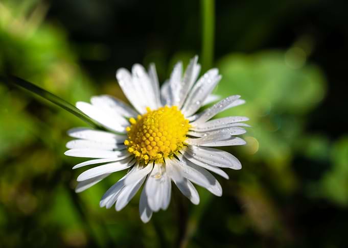 Daisy in summer