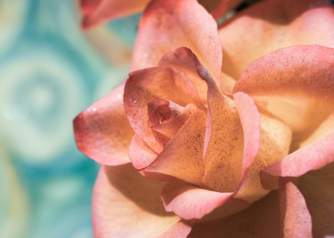Pink and yellow roses
