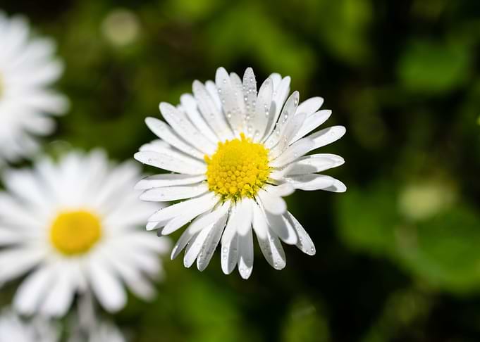 Daisy in summer