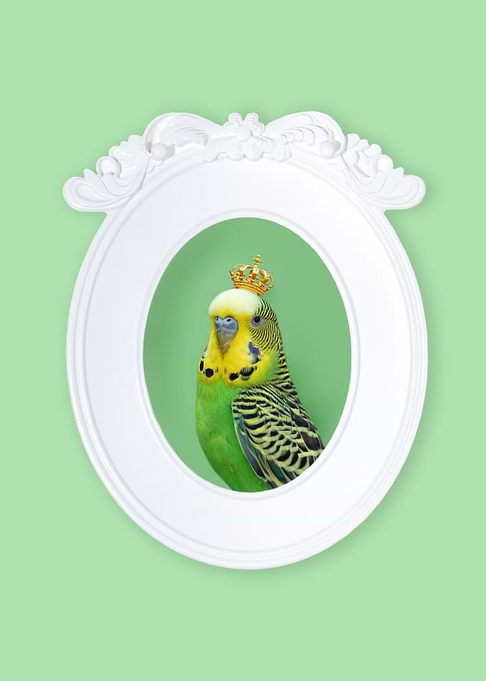Royal Budgie