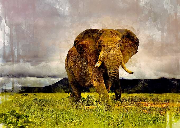 Elaphan painting