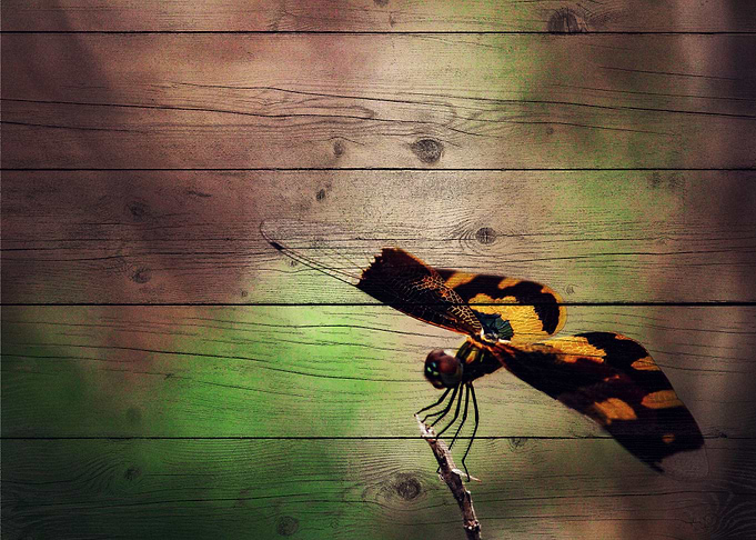 Butterfly Art