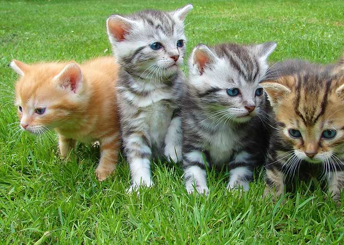 Curious kittens
