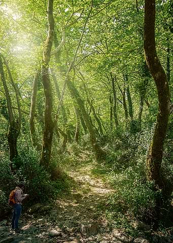 A Light into the Woods