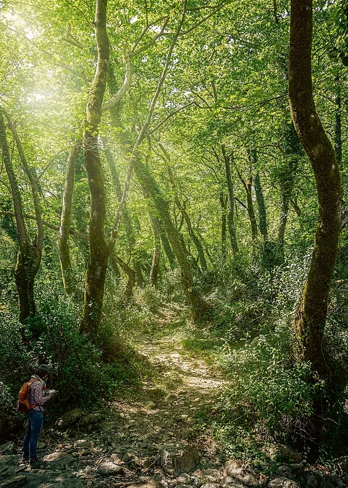 A Light into the Woods