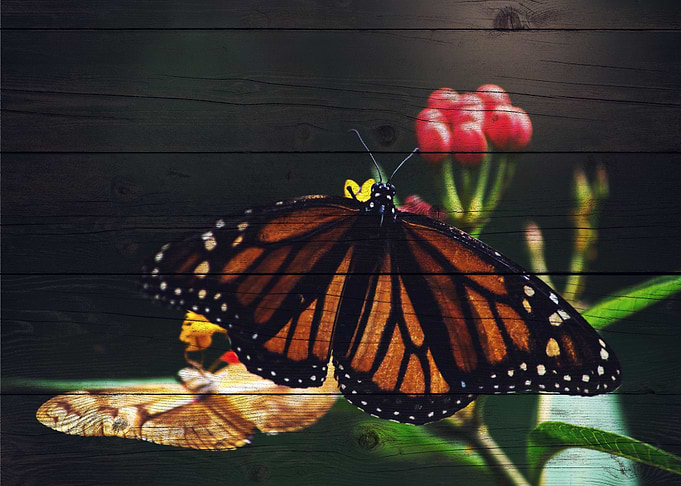 Butterfly Art