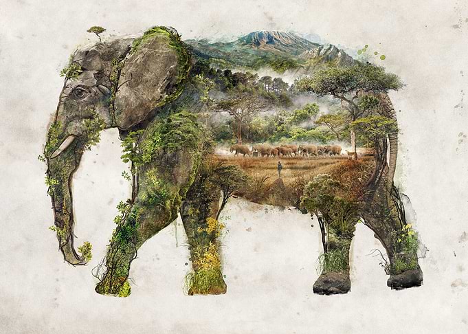 African Elephant