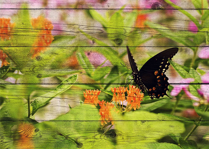 Butterfly Art