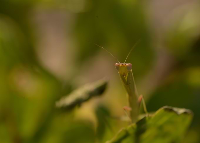 Mantis