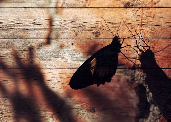Butterfly Art