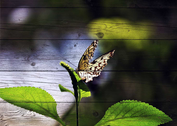 Butterfly Art