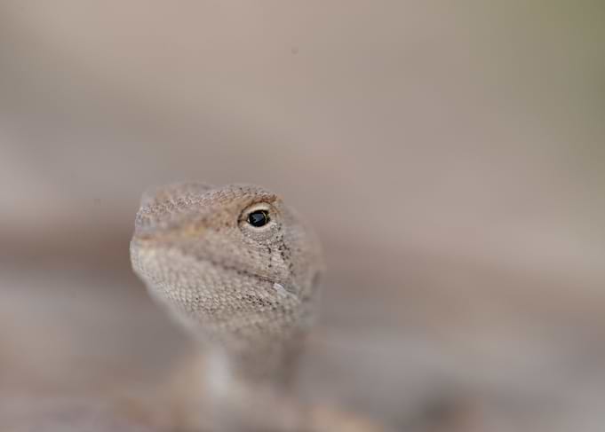 Lizard