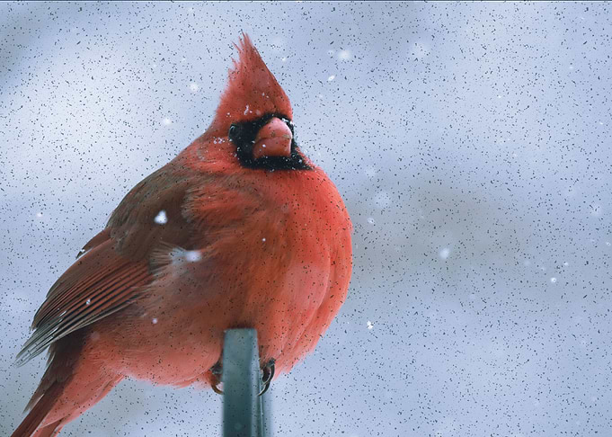 beautiful bird