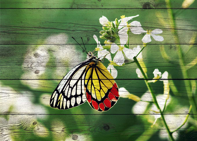 Butterfly Art