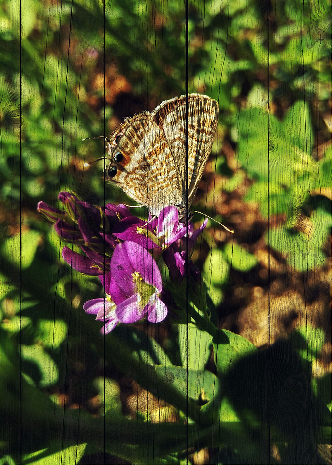 Butterfly Art
