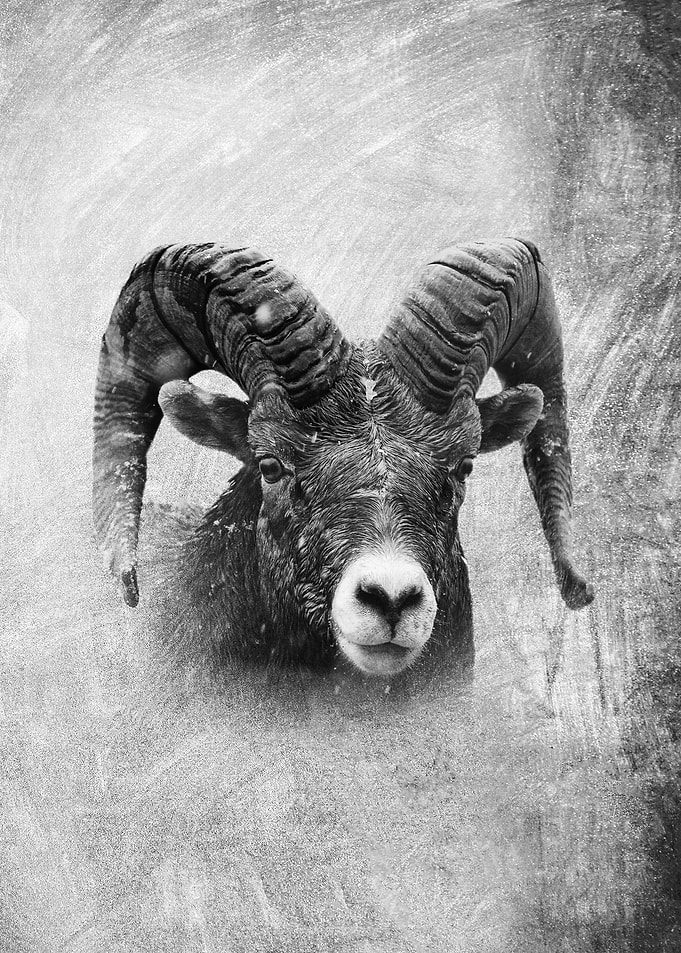 Billy Goat