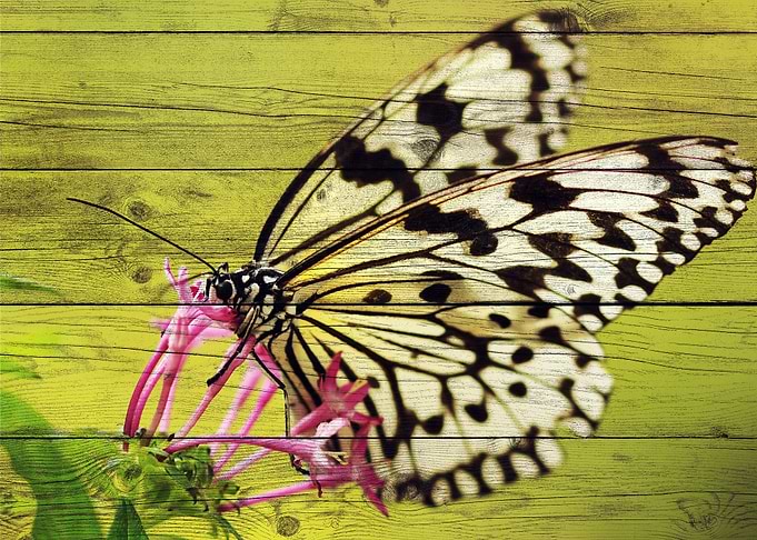 Butterfly Art