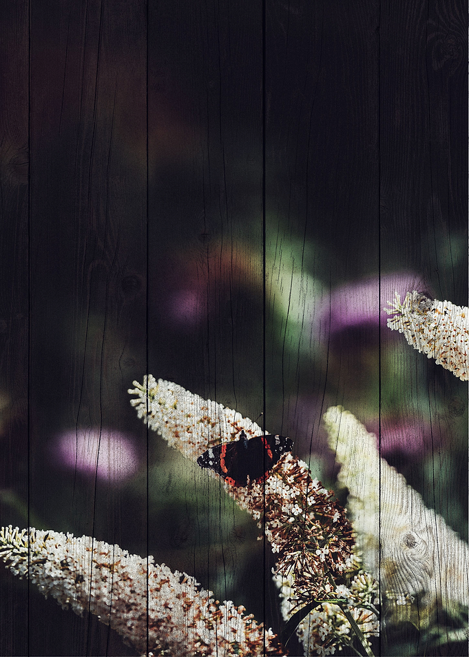 Butterfly Art