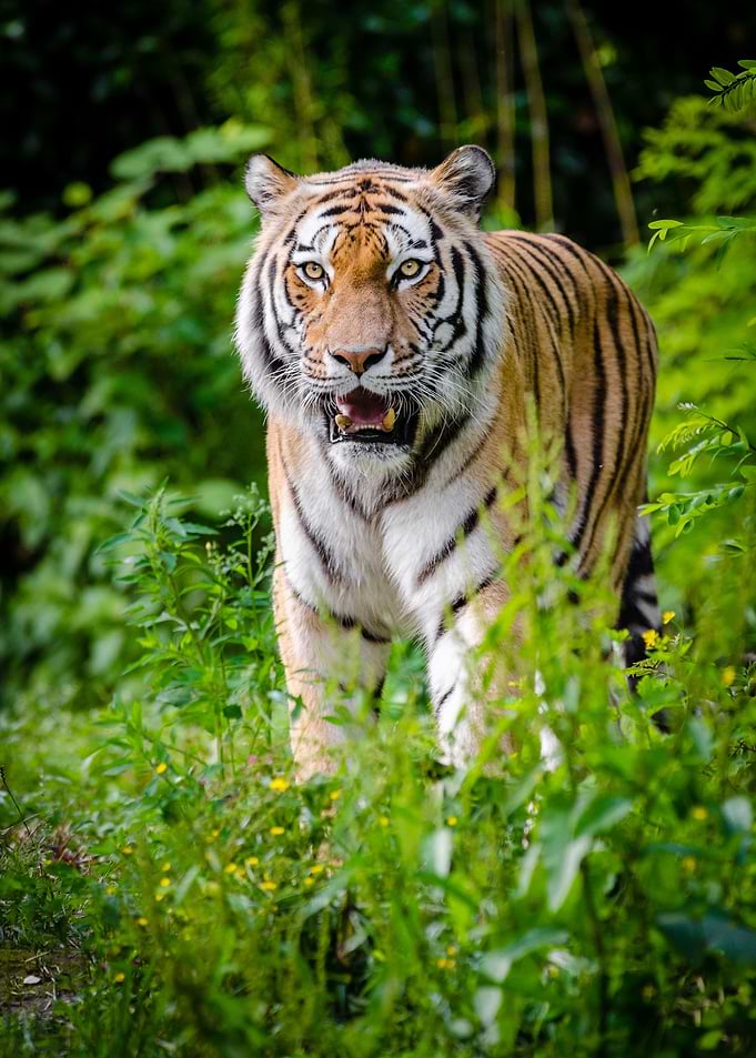 Majestic tiger