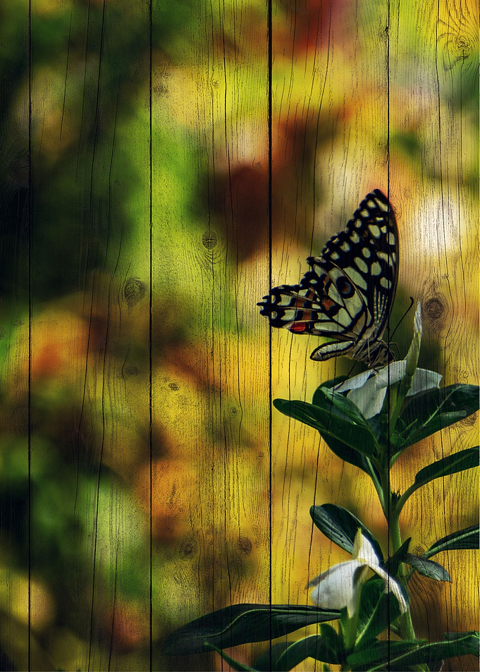 Butterfly Art