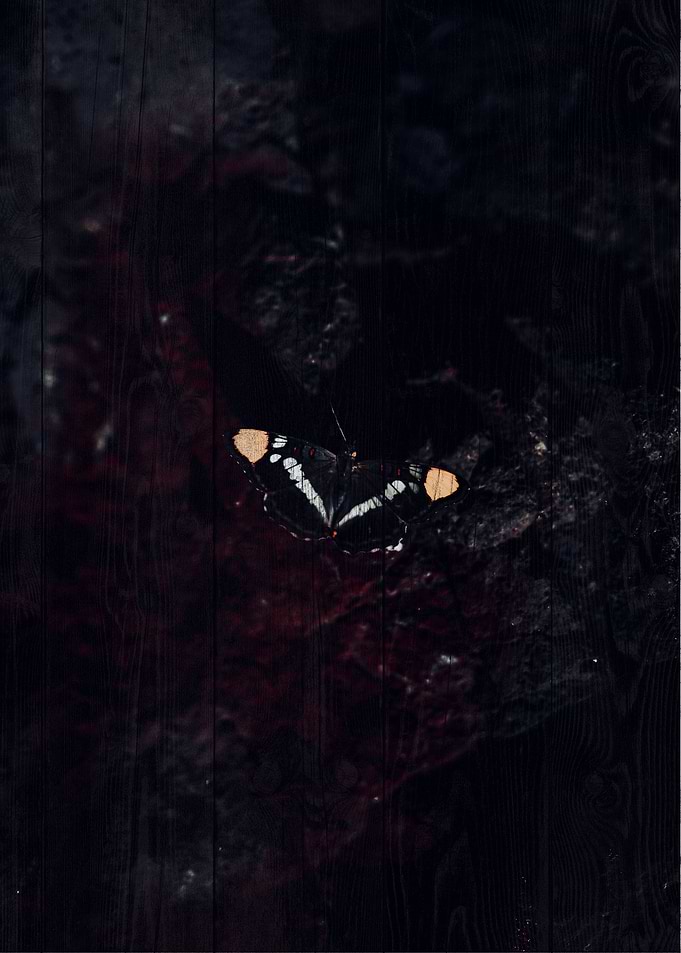 Butterfly Art