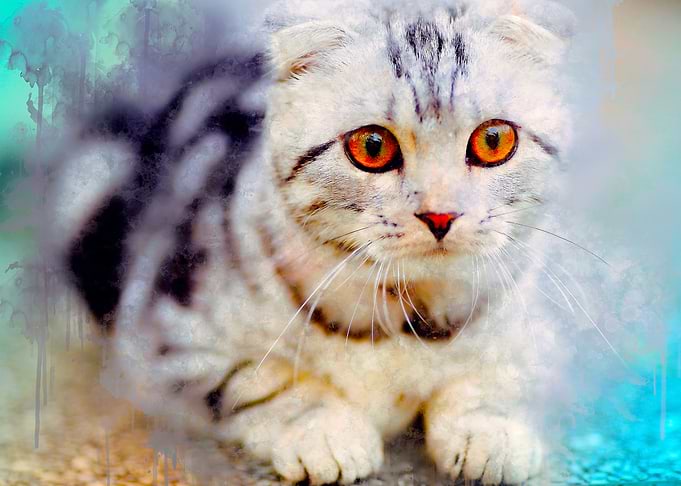 cute cat
