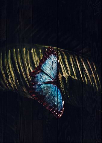 Butterfly Art