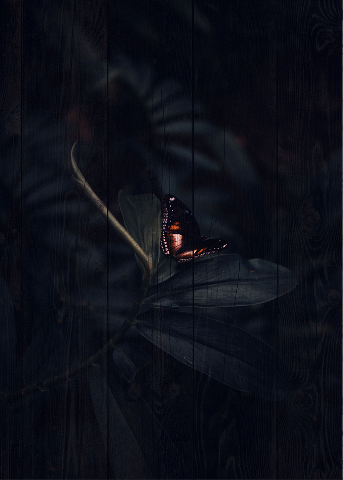 Butterfly Art