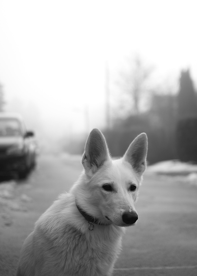 Dog in Black and white
