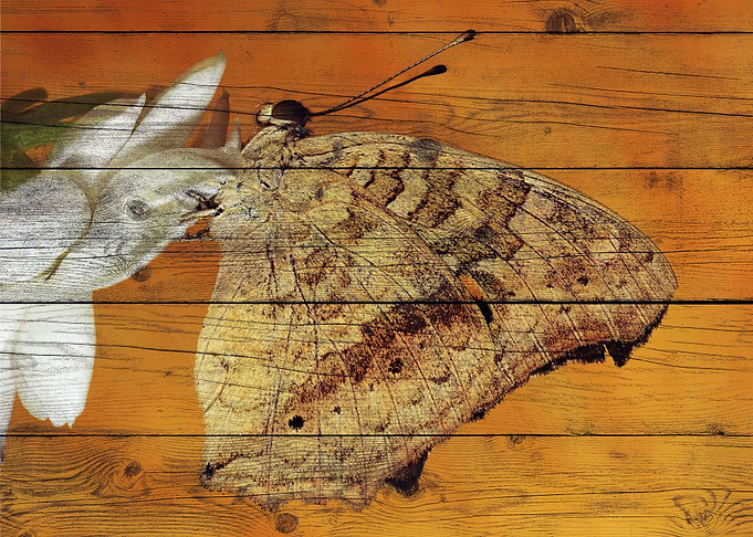 Butterfly Art