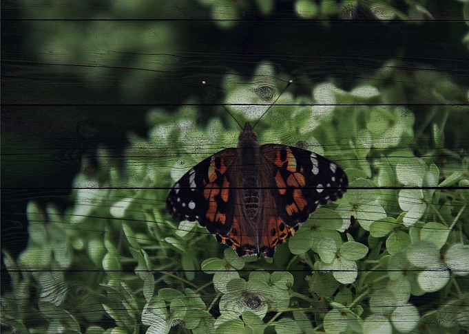 Butterfly Art