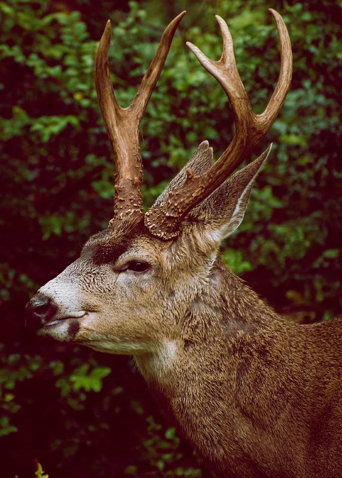 strong reindeer