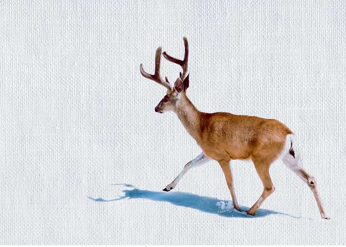 Reindeer and snow