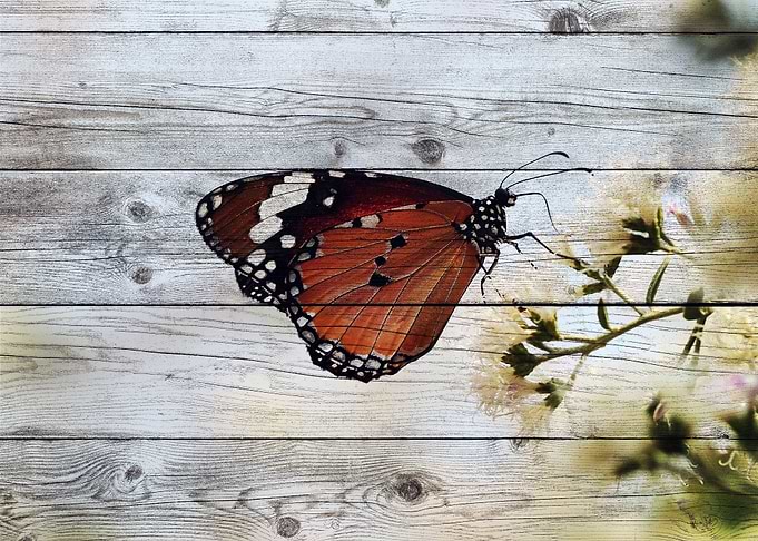 Butterfly Art