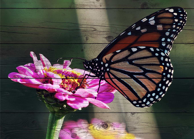Butterfly Art