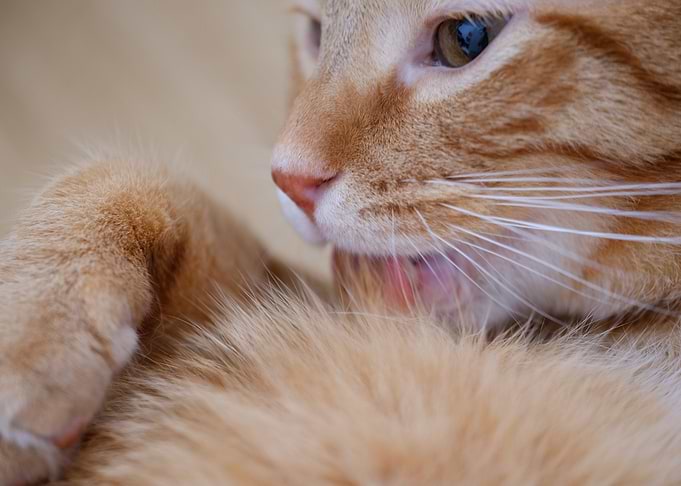 Cute kitten