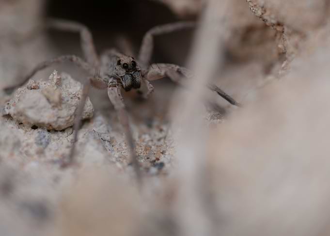 Wolfspider