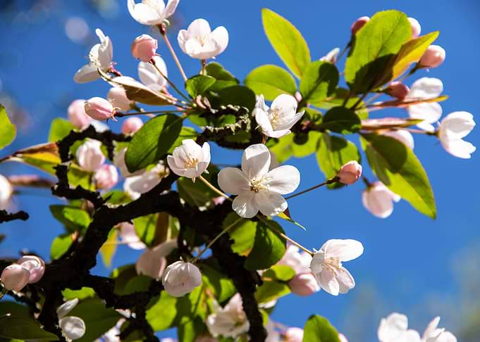 Apple Trees in bloom