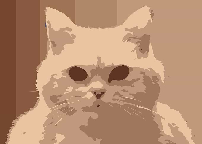 Animal Cat Poster