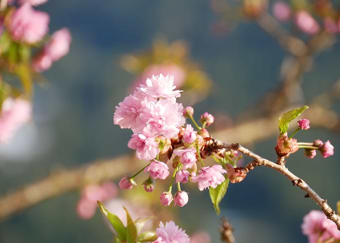 flowers sakura