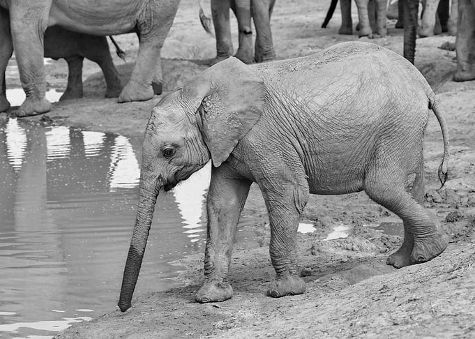 Elephant Baby 9523