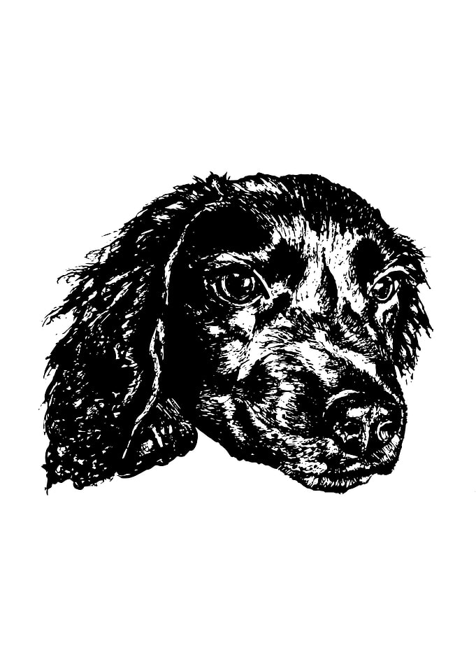 Portrait of a Labrador