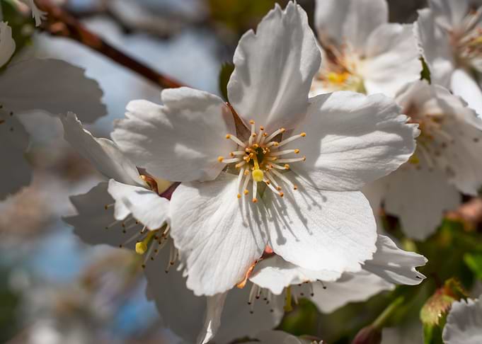 Cherry Trees in bloom