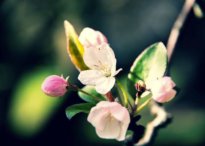 Cherry Trees in bloom