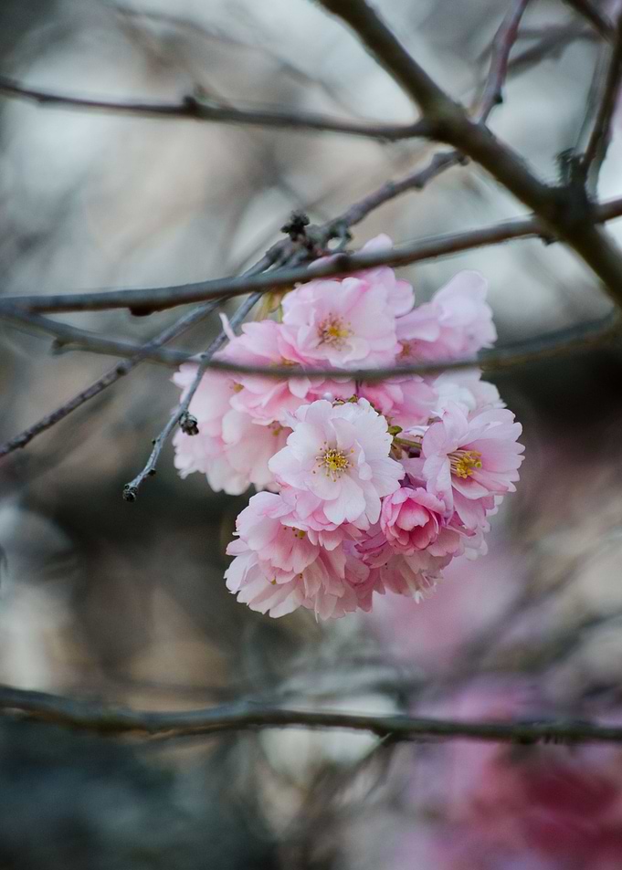 nature flower flowers