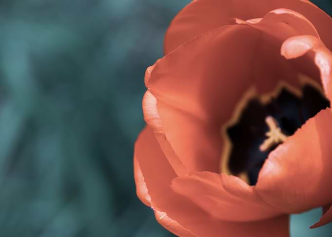 Magnificent tulips