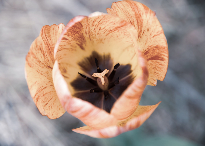 Magnificent tulips