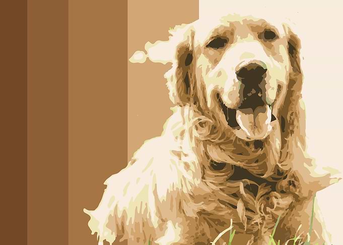 Cocker Spaniel Poster