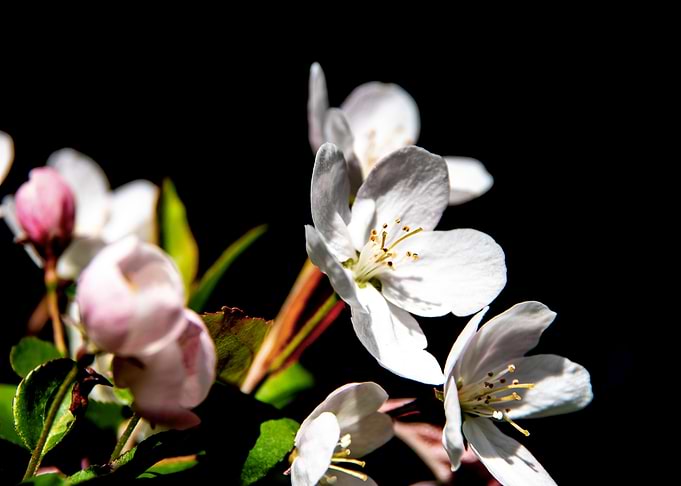 Apple Trees in bloom