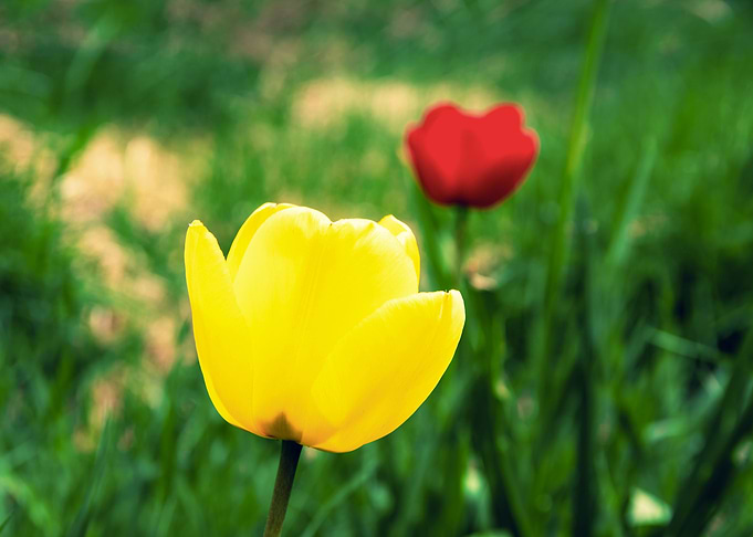 Magnificent tulips